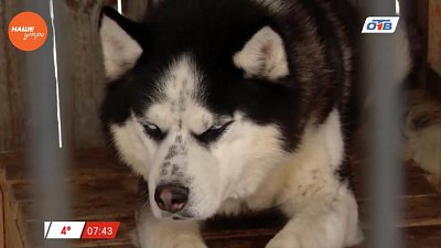  Наше УТРО на ОТВ – пушистое утро о вакцинации щенков