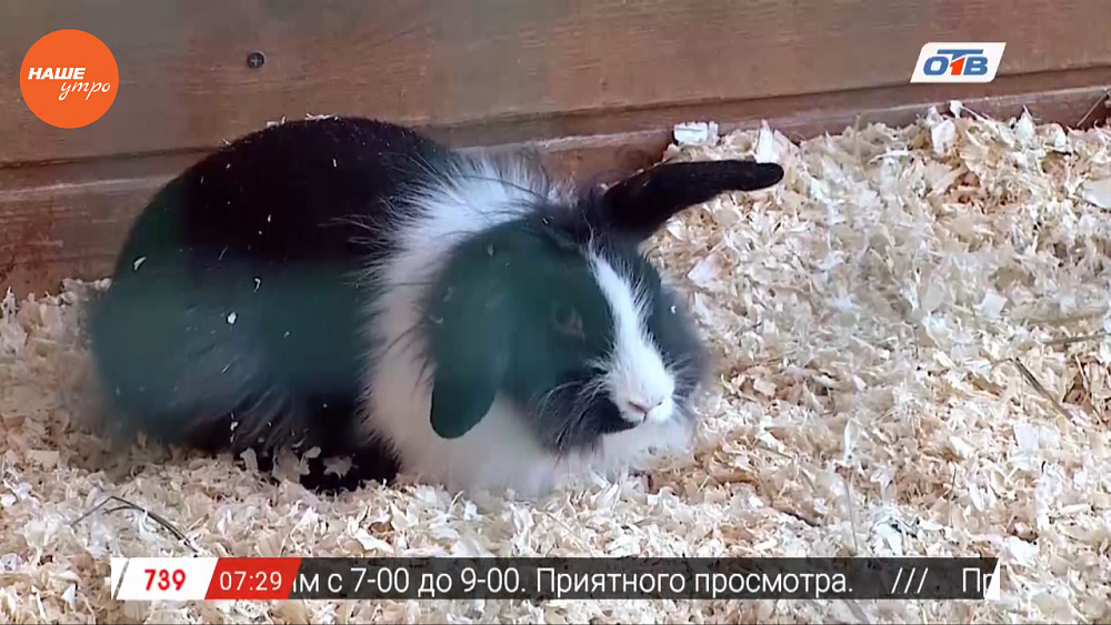 Наше УТРО на ОТВ – пушистое утро с кроликами