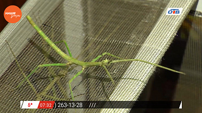 Наше УТРО на ОТВ – пушистое утро о палочниках