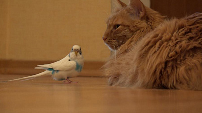 Терпеливый кот не реагирует на поцелуи клювом в нос 