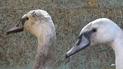 Жительница Чесмы выходила лебединых детенышей и спустя полгода выпустила их на волю 