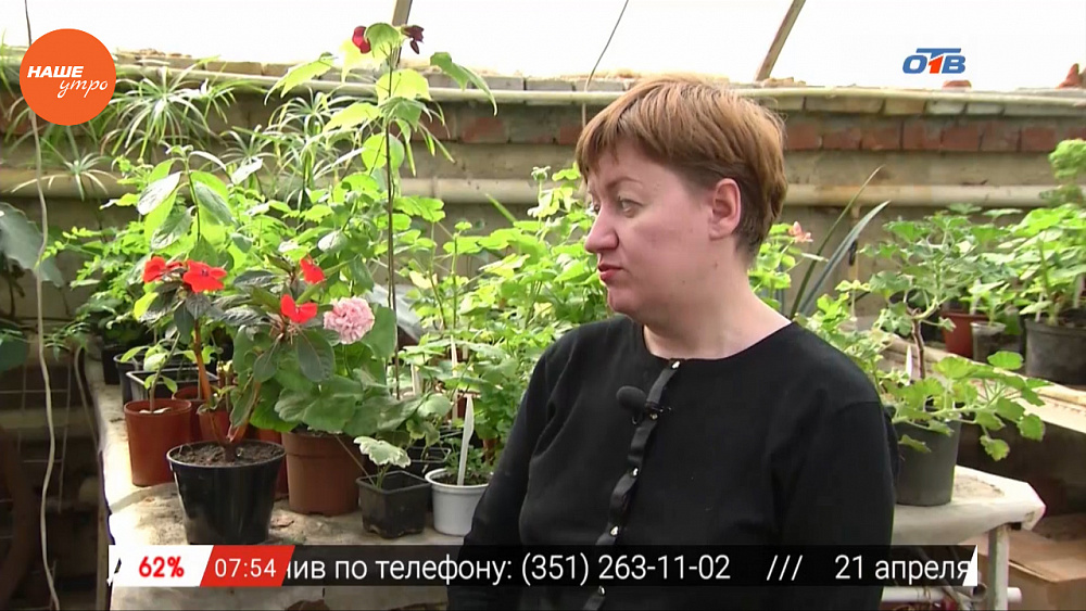Наше УТРО на ОТВ – садовые истории о бальзамине 