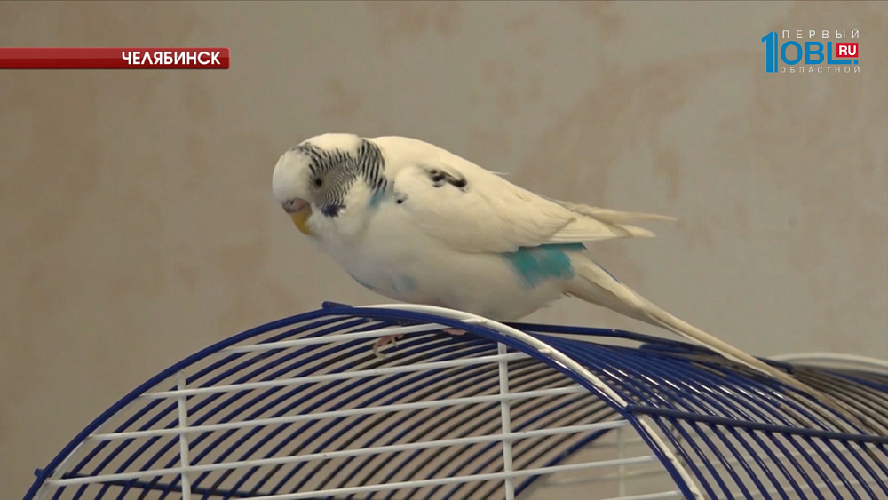 Попугай Яша в восторге от рыжего кота Бонифация