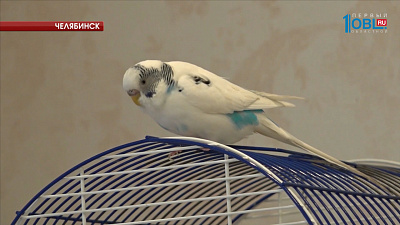 Попугай Яша в восторге от рыжего кота Бонифация