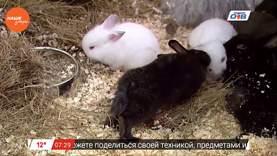 Наше УТРО на ОТВ – пушистое утро о питании кроликов