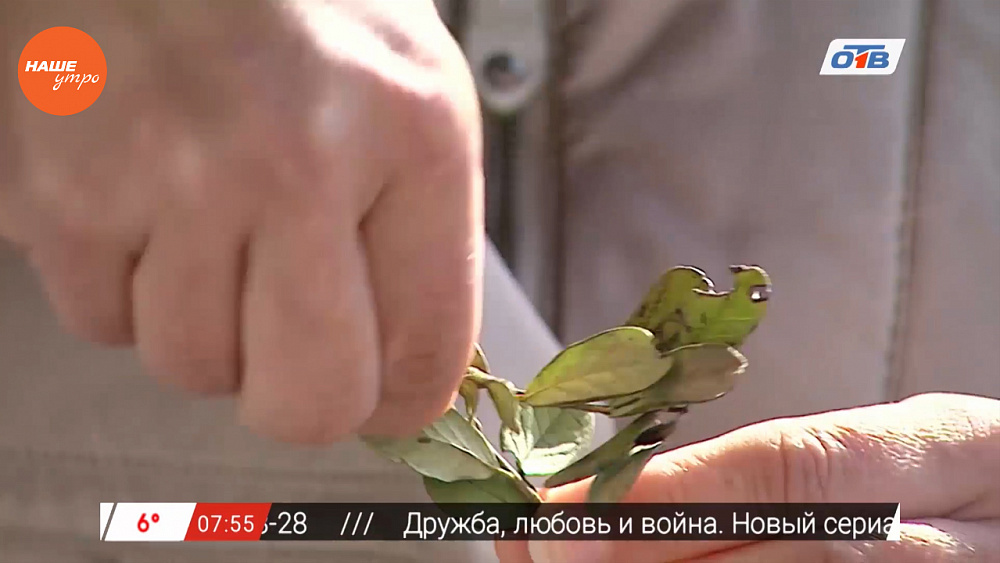 Наше УТРО на ОТВ – травница о сборе брусники