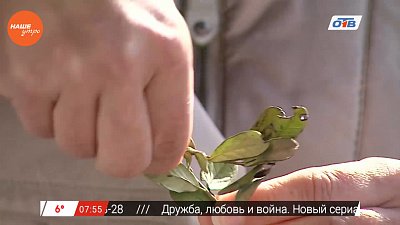 Наше УТРО на ОТВ – травница о сборе брусники