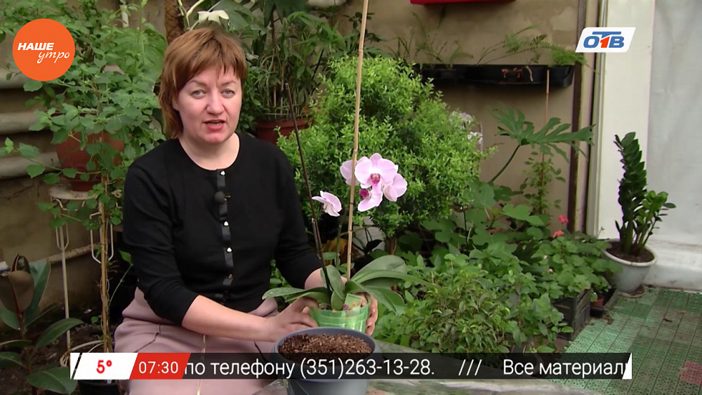 Наше УТРО на ОТВ – садовые истории об орхидеях 