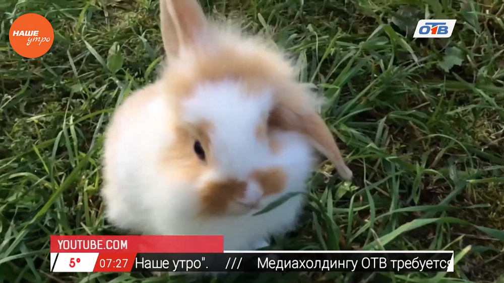 Наше УТРО на ОТВ – пушистое утро о прогулке декоративных кроликов