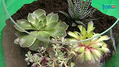 Живые растения на кухне