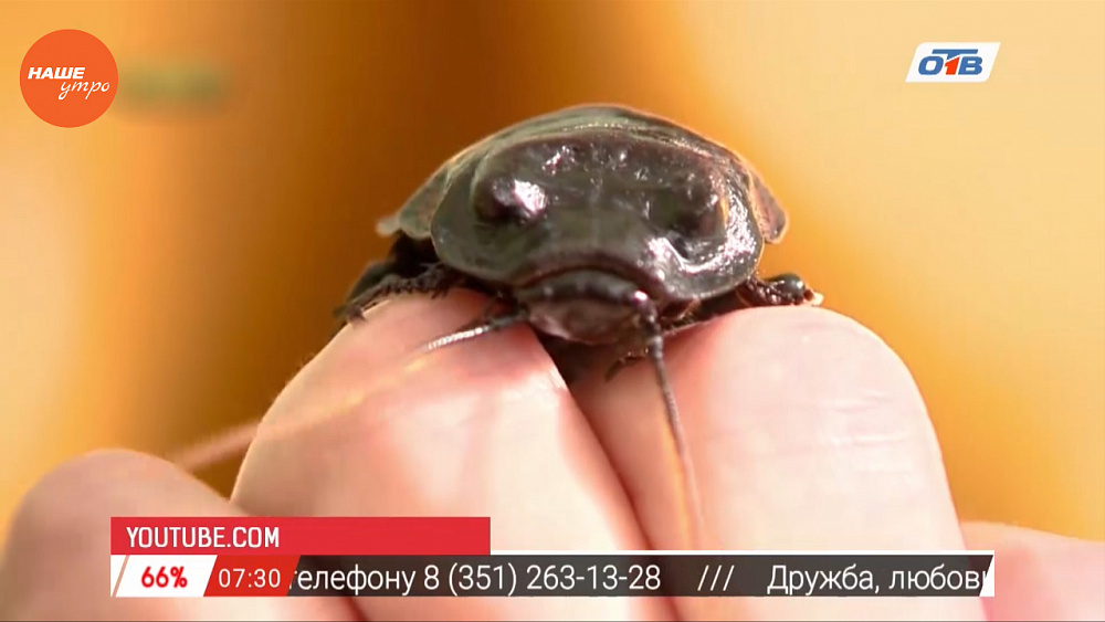 Наше УТРО на ОТВ – пушистое утро о содержании тараканов