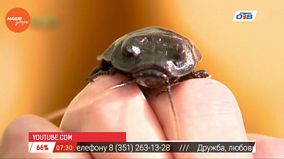 Наше УТРО на ОТВ – пушистое утро о содержании тараканов