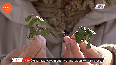 Наше УТРО на ОТВ – травница о сборе зимолюбки