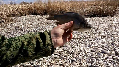 На озере Кунашак погибла вся рыба