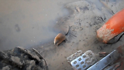 Нападение ондатры на трактор и победа макаки в теннисной партии. Животный мир удивляет 