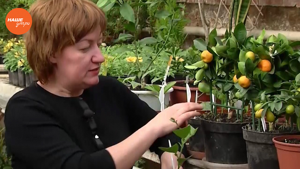 Наше УТРО на ОТВ – садовые истории о правильном уходе за комнатными лимонами