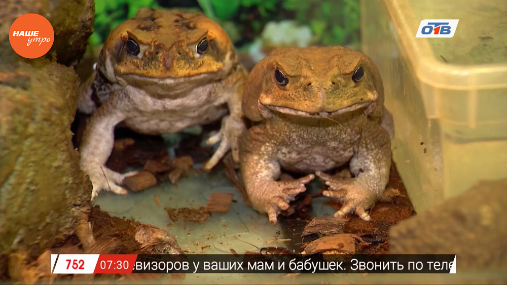 Наше УТРО на ОТВ – пушистое утро о содержании жаб