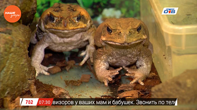 Наше УТРО на ОТВ – пушистое утро о содержании жаб