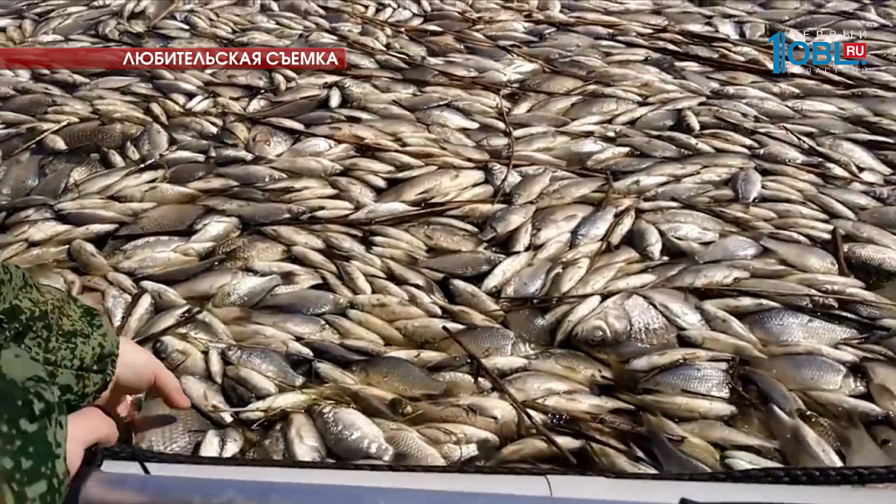 В озере Кунашак погибла рыба