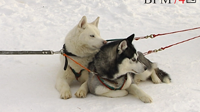Семья бизнесменов из Чебаркульского района открыла страусиную ферму, контактный зоопарк и хаски-центр