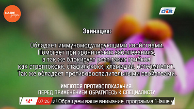Наше УТРО на ОТВ – травница о посадке эхинацеи