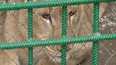 Львица Лола, которую челябинцы спасли от усыпления, будет жить в Крыму