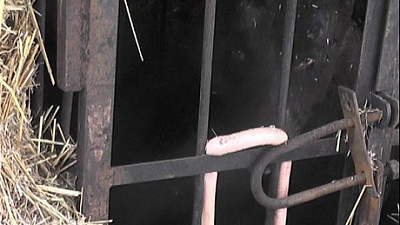 Прокуратура заинтересовалась бурым медведем, пострадавшим во время пожара в Троицке 