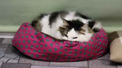 Первое котокафе открывается в центре Челябинска