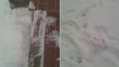 Бойцовский пес напал на пенсионера в магазине в Миассе