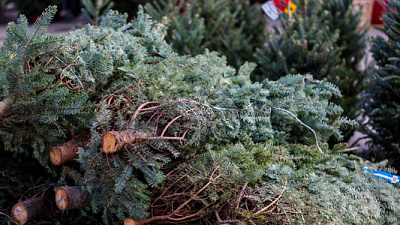 В Челябинске открылись первые елочные базары