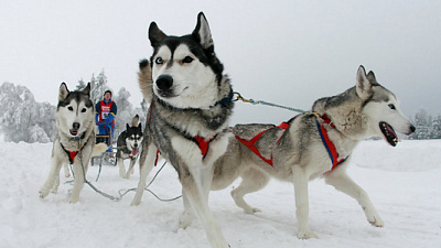 Гонки на собачьих упряжках и знакомство с редкими птицами ждут челябинцев в новогодние праздники
