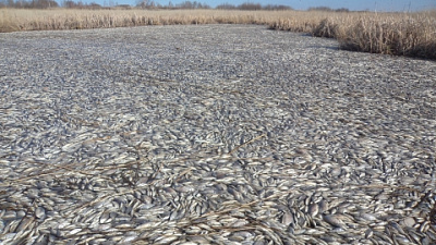 Прокуратура начала проверку по факту массовой гибели в озере Кунашак