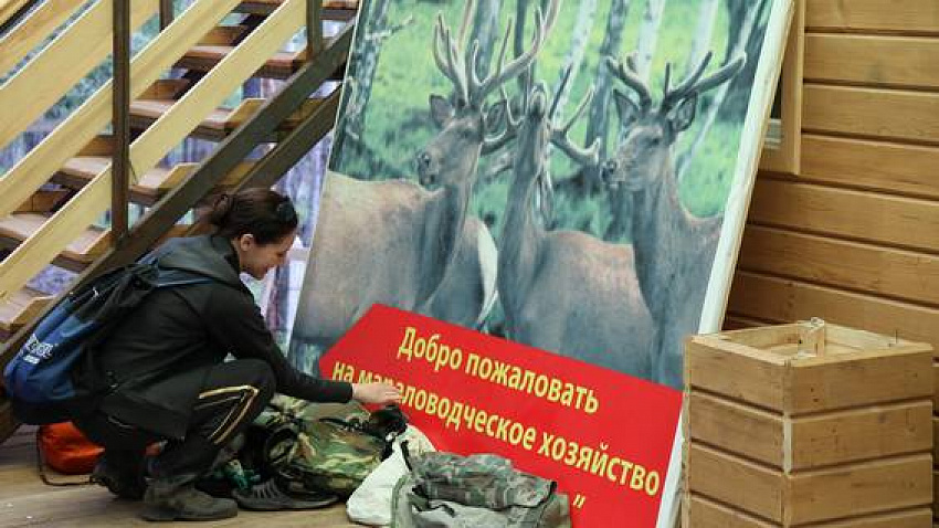 Маральный бизнес: как заработать на рогах и копытах