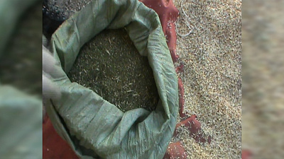 Полный «КаМАЗ» марихуаны обнаружили сотрудники ФСБ 