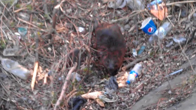 Разноцветный бобер облюбовал технологический слив в центре Челябинска 