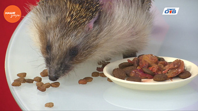 Наше УТРО на ОТВ – гости в студии Карен Даллакян и ежиха Даша