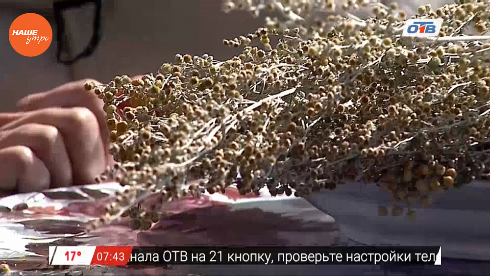  Наше УТРО на ОТВ – травница о застое желчи