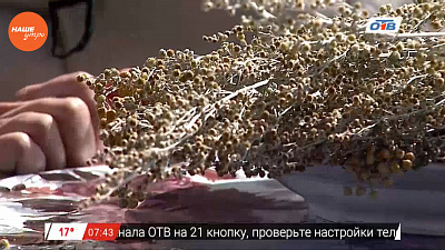  Наше УТРО на ОТВ – травница о застое желчи