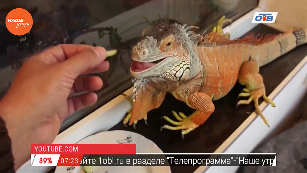 Наше УТРО на ОТВ – пушистое утро об игуанах