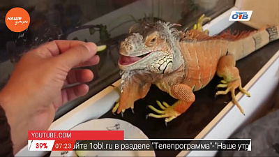 Наше УТРО на ОТВ – пушистое утро об игуанах
