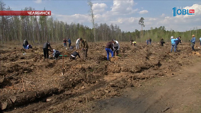 Прокуроры высадили 4 тысячи молодых сосен