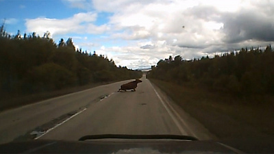 Корова-пешеход попала под колеса легкового автомобиля 