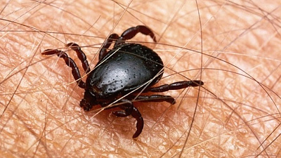 Трое южноуральцев обратились в больницы с укусами клещей