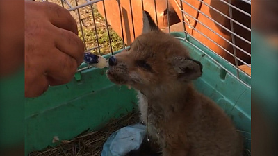 В центре Челябинска прохожие нашли маленького лисенка 