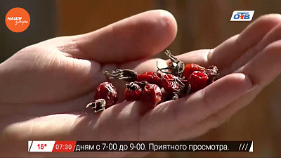 Наше УТРО на ОТВ – травница о кобальте