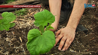 Агрокомплекс "Чурилово" запустил новый проект производства огурцов в открытом грунте