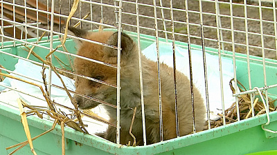 Козлята Филипп и Басков стали молочными братьями челябинскому лисенку 