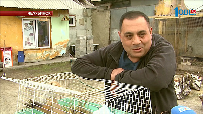 Коза стала кормилицей для лисенка