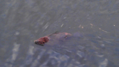 Разноцветный челябинский бобер стал звездой нового видеоролика прохожих 