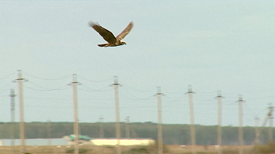 В Донгузловский заказник прилетели краснокнижные птицы 